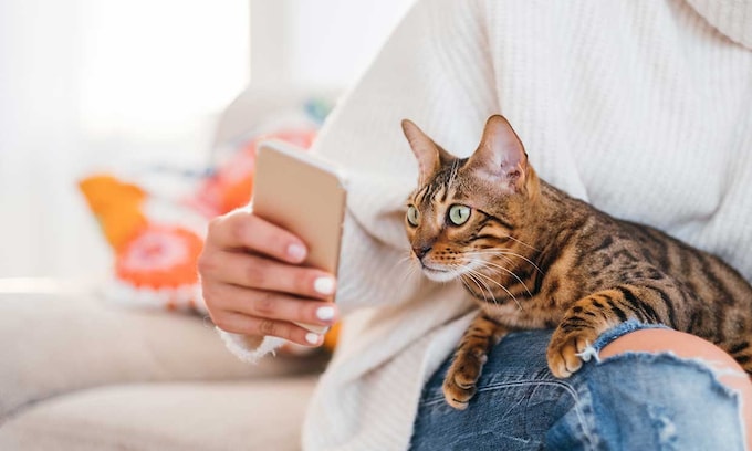 Una app revela qué tu gato podría estar pidiéndote ayuda
