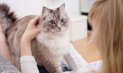 Gatos persas vs. ragdoll: 10 características para comparar ambas razas