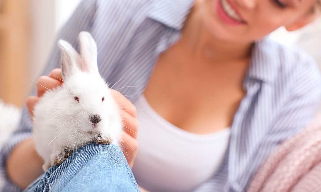 ¿Cómo demuestran su cariño los conejos domésticos?