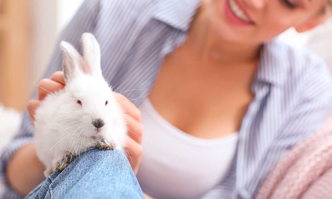 Comportamiento de conejos ¿cómo demuestran cariño?
