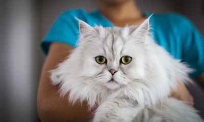 ¿Es necesario vacunar a un gato?