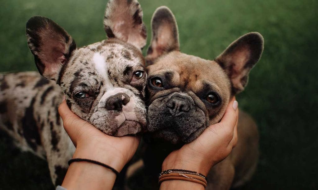 10 diferencias y similitudes entre el bulldog francés y el carlino