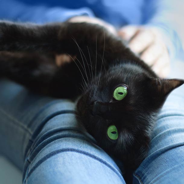 ¿Sabes por qué tu gato te mira fijamente a los ojos?
