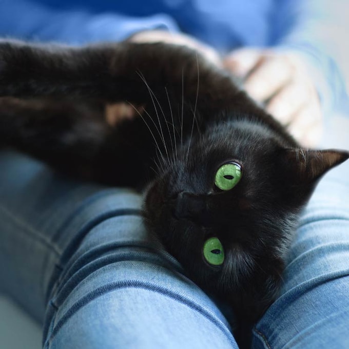 ¿Sabes por qué tu gato te mira fijamente a los ojos? 