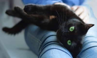 ¿Sabes por qué tu gato te mira fijamente a los ojos?