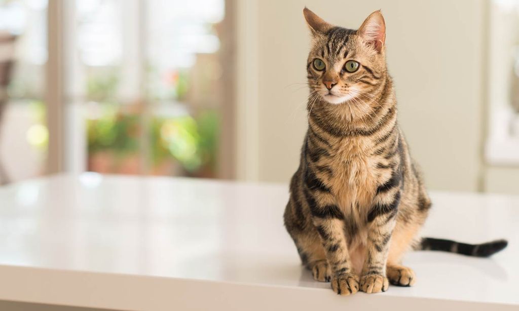 Tu gato no está gordo, lo que le cuelga se llama bolsa primordial