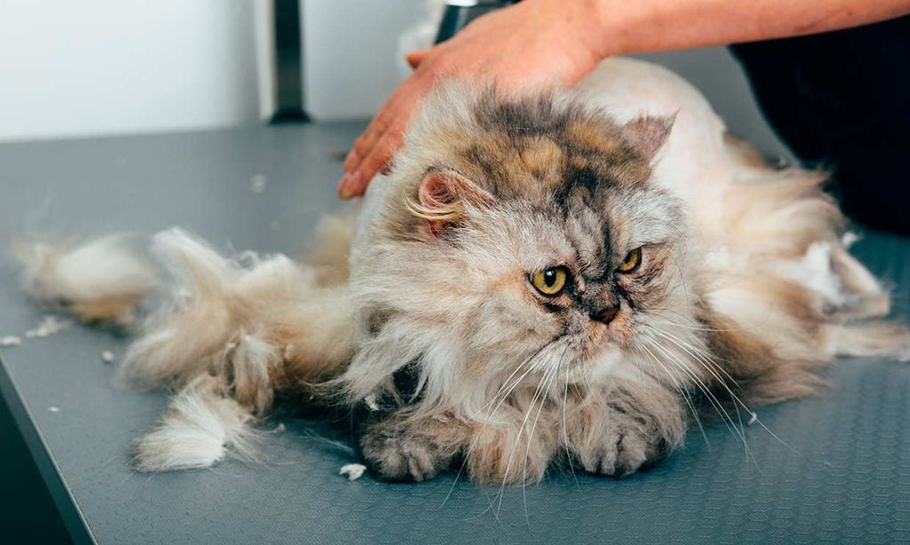 Cortar el pelo a un gato: ¿misión posible?