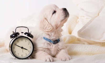 Tu perro te acompaña al aseo para saber qué hora es, ¿no te lo crees?