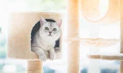 ¿Sabías que estos problemas de conducta en los gatos tienen solución?
