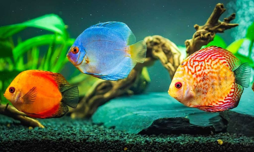 Descubre los peces más bonitos para tu acuario