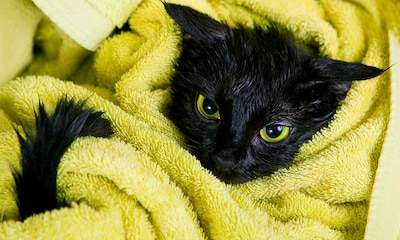 Errores frecuentes en el cuidado de tu gato que pueden desembocar en problemas de convivencia