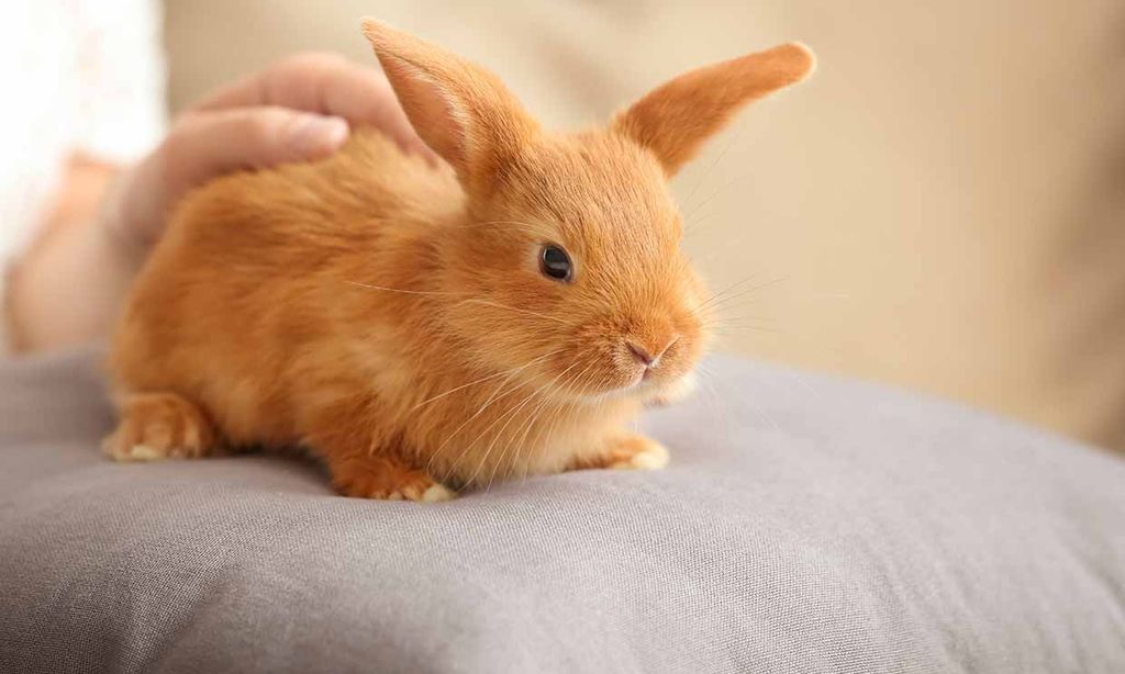 ¿Sabes cómo debes acariciar a tu conejo para que se relaje?