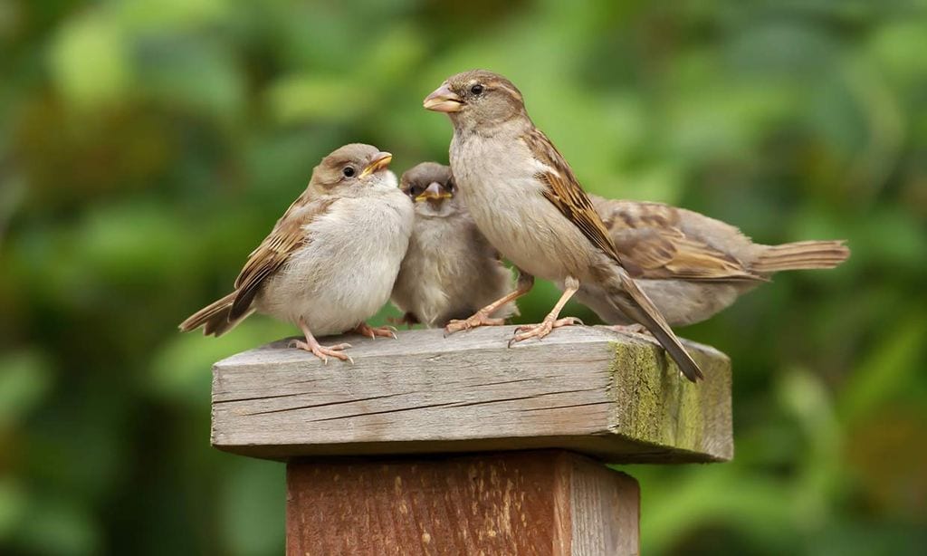 Los pájaros están dejando de cantar, ¿es por el cambio climático?