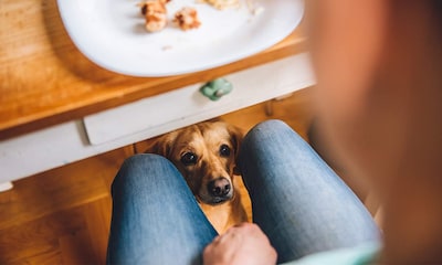 Trucos para que tu perro no pida comida en la mesa
