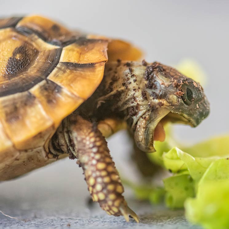 ¿Vas a adoptar una tortuga? Te contamos todo lo que tienes que saber 