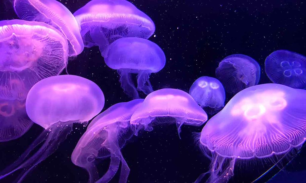 Medusas en un medusario