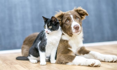 Razones para esterilizar a tu mascota y riesgos que debes conocer