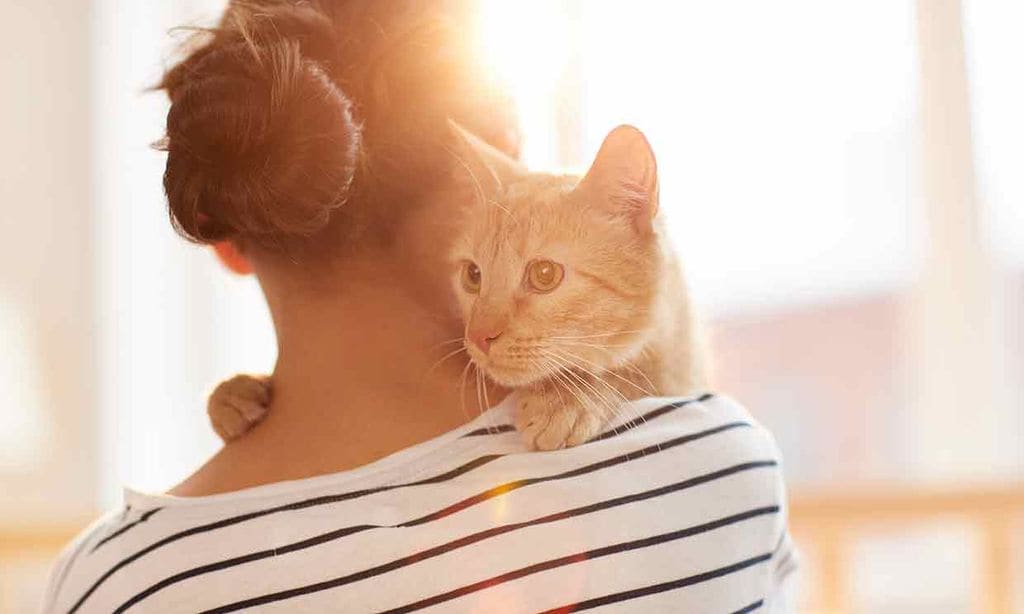 Estas son las 5 posibles relaciones con tu gato