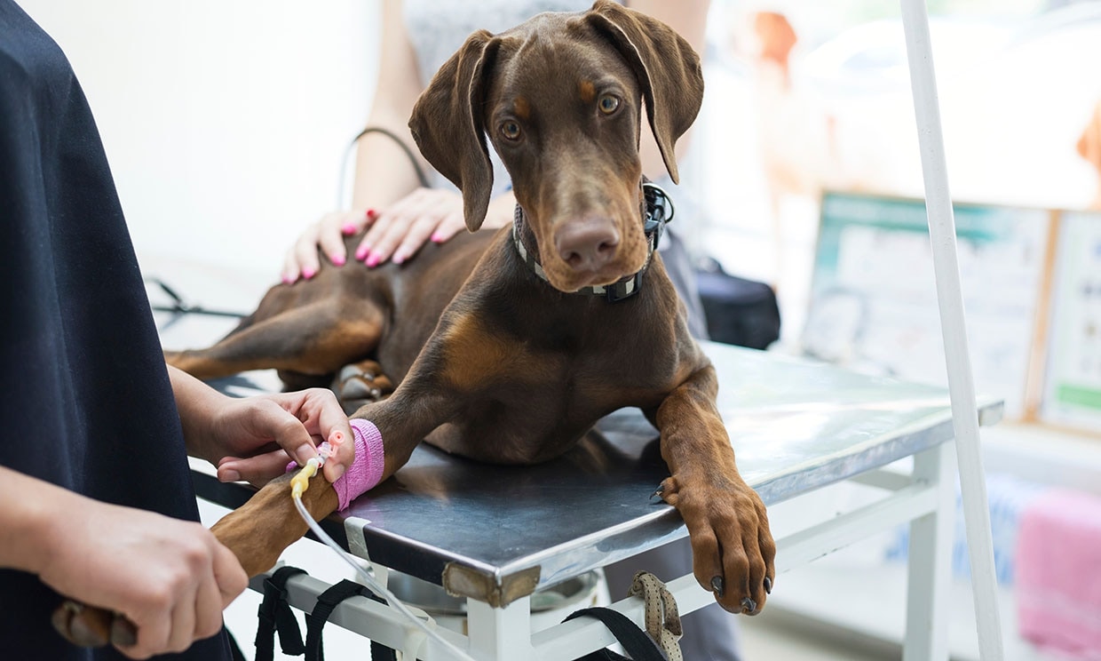 Un perro en la consulta del veterinario donando sangre