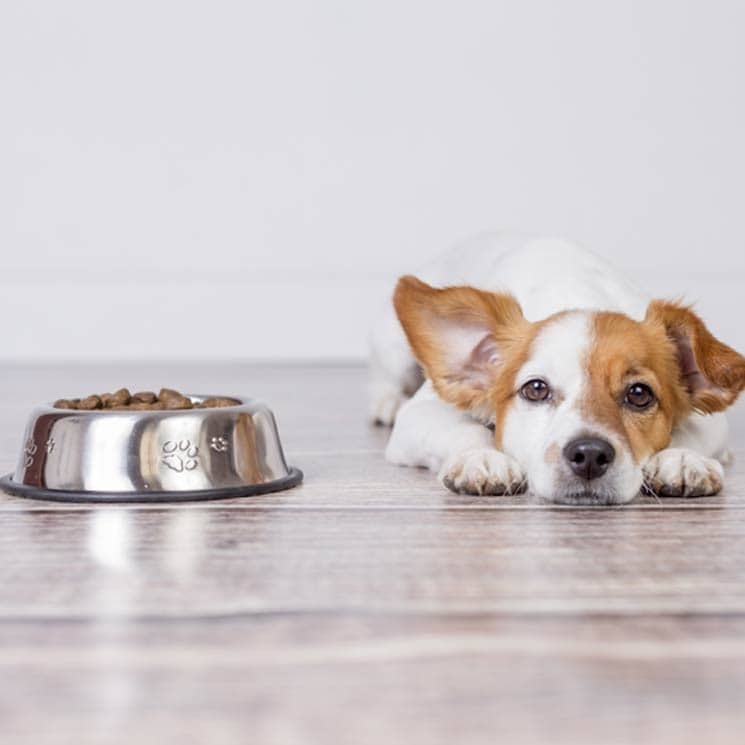 ¿Qué hacer cuando un perro no come?