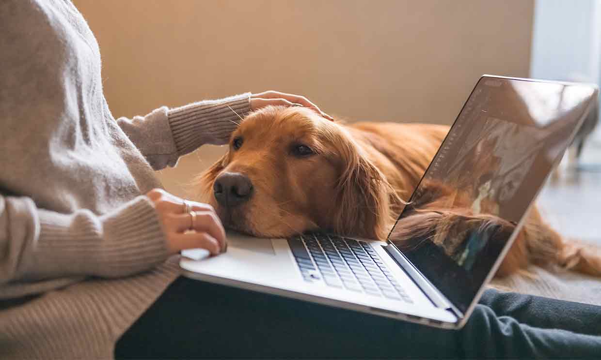 Perro apoyado en el ordenador portátil de su dueña