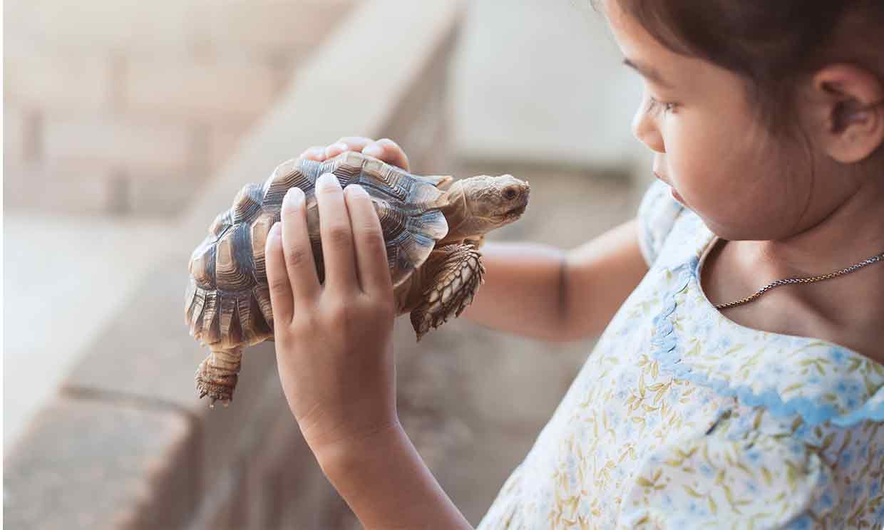 Una tortuga en las manos de una niña