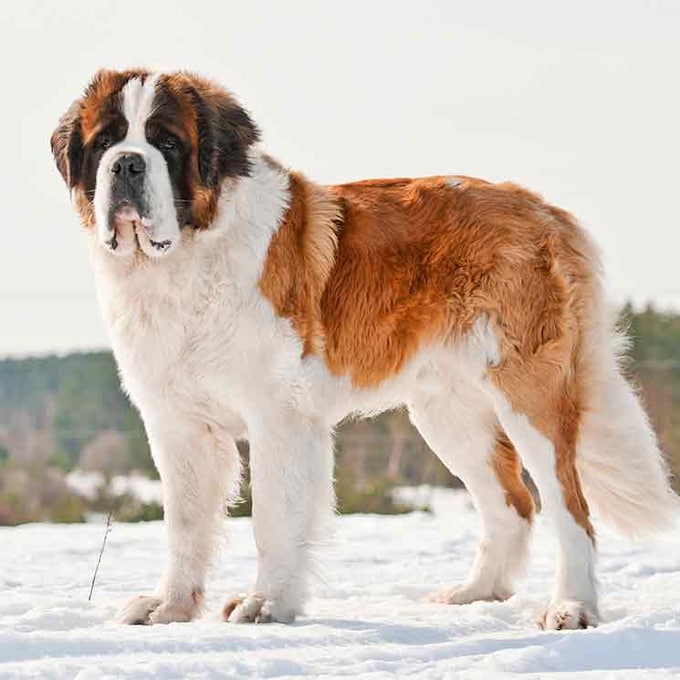 Comparativa de perros grandes: san bernardo y gran danés