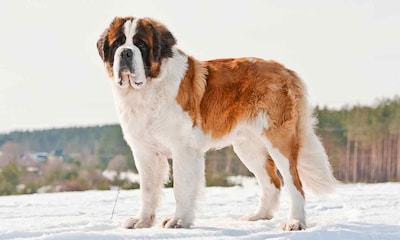 Comparativa de perros grandes: san bernardo y gran danés