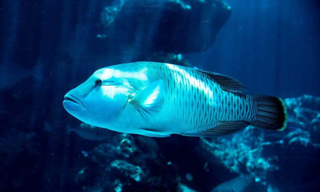 Peces grandes: incluye a un grandullón en tu acuario