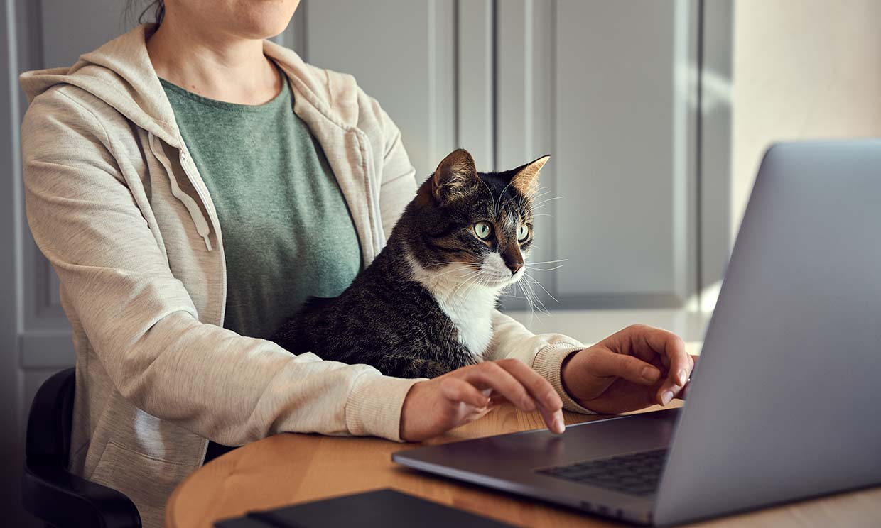Mujer con un gato en el regazo, trabajando con su portátil