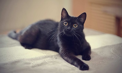 ¿Crees que los gatos negros dan mala suerte? ¿Cuál es el origen de esta leyenda?