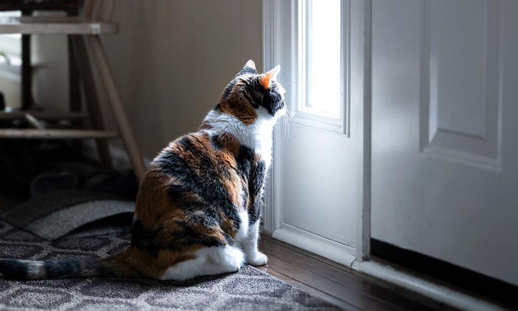 Un gato mirando por una ventana