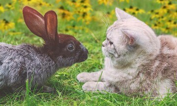 Un conejo y un gato mirándose fijamente