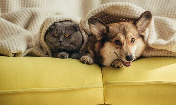 Un perro y un gato bajo una manta en el sofá