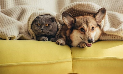 ¿Es verdad que los perros tienen súper apego y los gatos muestran indiferencia?
