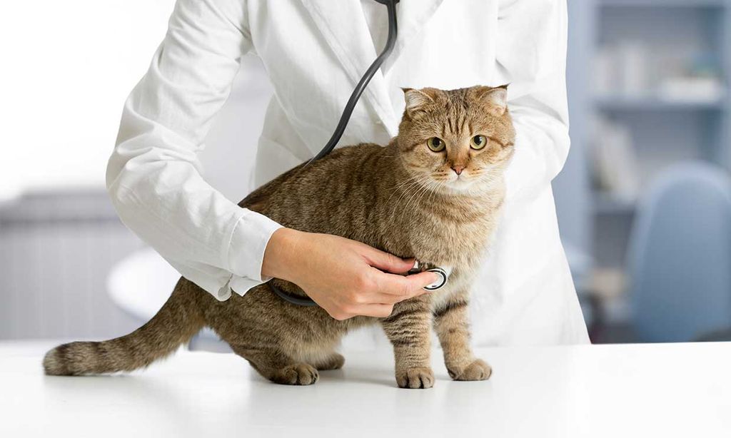 Un gato en el veterinario