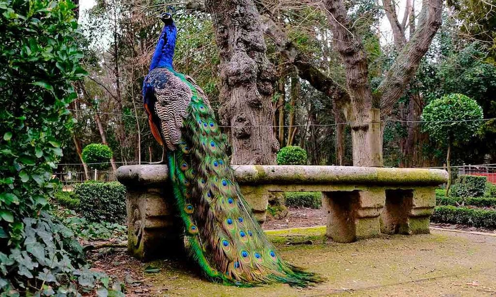 ¿Sabías que los pavos reales son capaces de plantar cara a los depredadores?