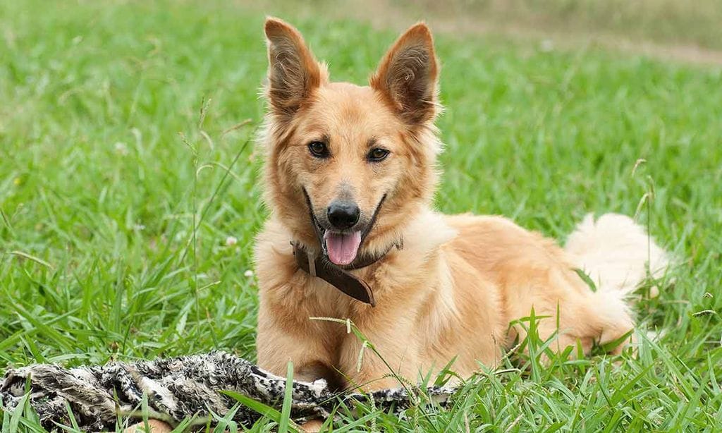 Pastor vasco, una raza de perro autóctona en peligro de extinción
