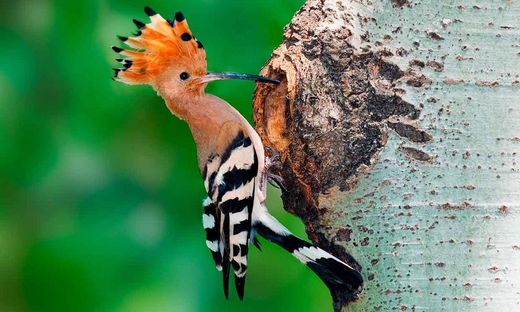 Abubilla: el pájaro que elige oler mal para defenderse