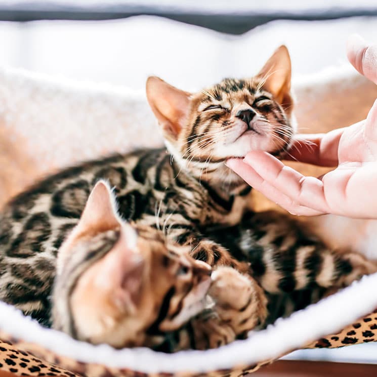 ¿Qué tienen en común los gatos más codiciados?