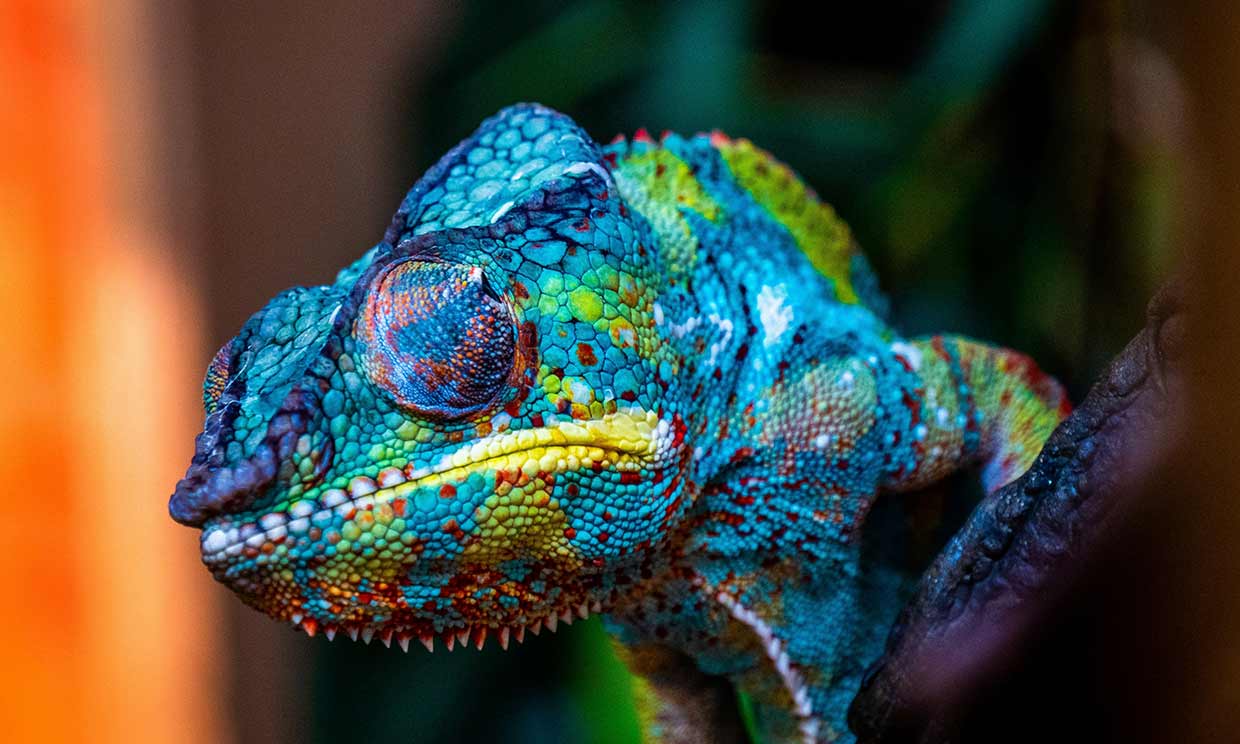Camaleón mostrando varios colores