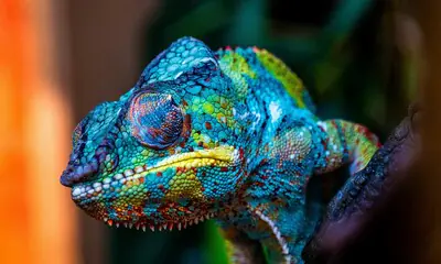¿Sabes cómo y por qué cambian de color los camaleones?