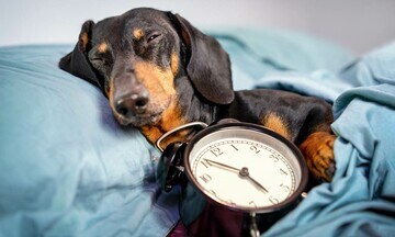 Un perro durmiendo junto a un reloj
