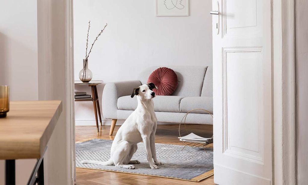 Un perro, escuchando en una casa