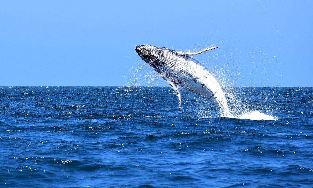 En esta parte de su cuerpo, las ballenas registran el cambio climático