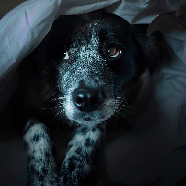 ¿Has presenciado un caso de maltrato animal? Así debes denunciarlo