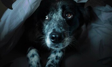 Un perro bajo las sábanas, con miedo