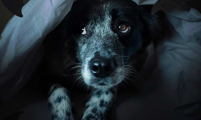 Un perro bajo las sábanas, con miedo