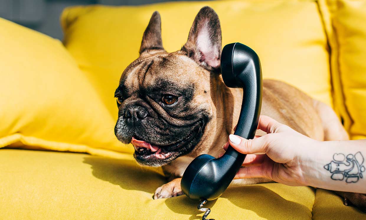 Un perro hablando por teléfono