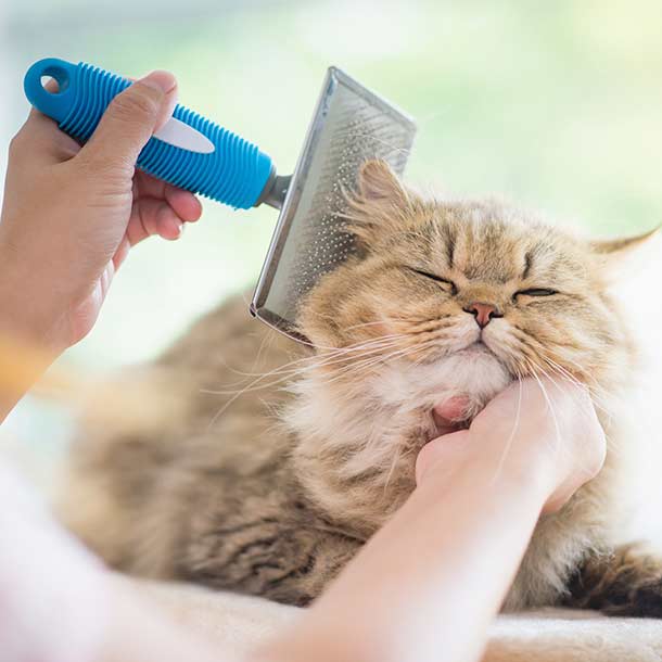 Motivos, muy serios, que causan caspa en tu gato